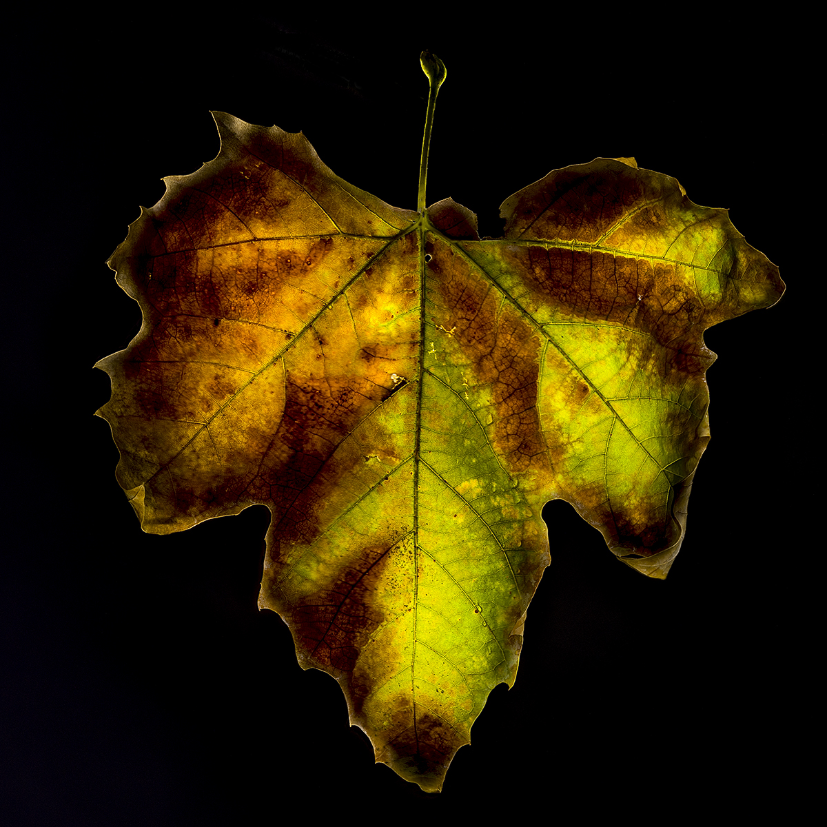 Beauty of decay