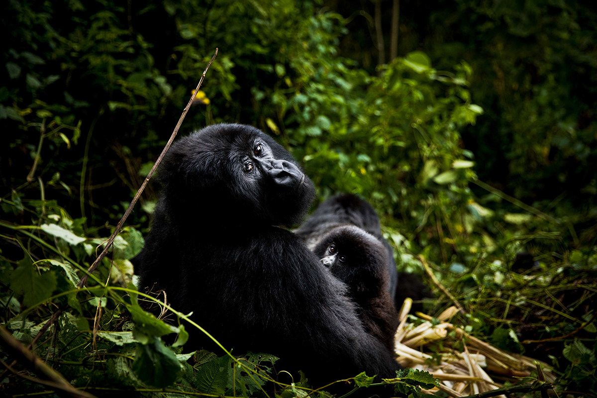 Virunga's Mountain Gorillas