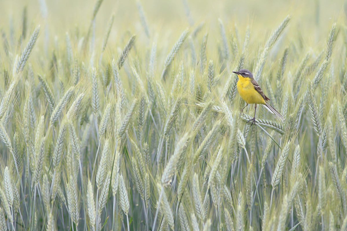 Guardian of the Field