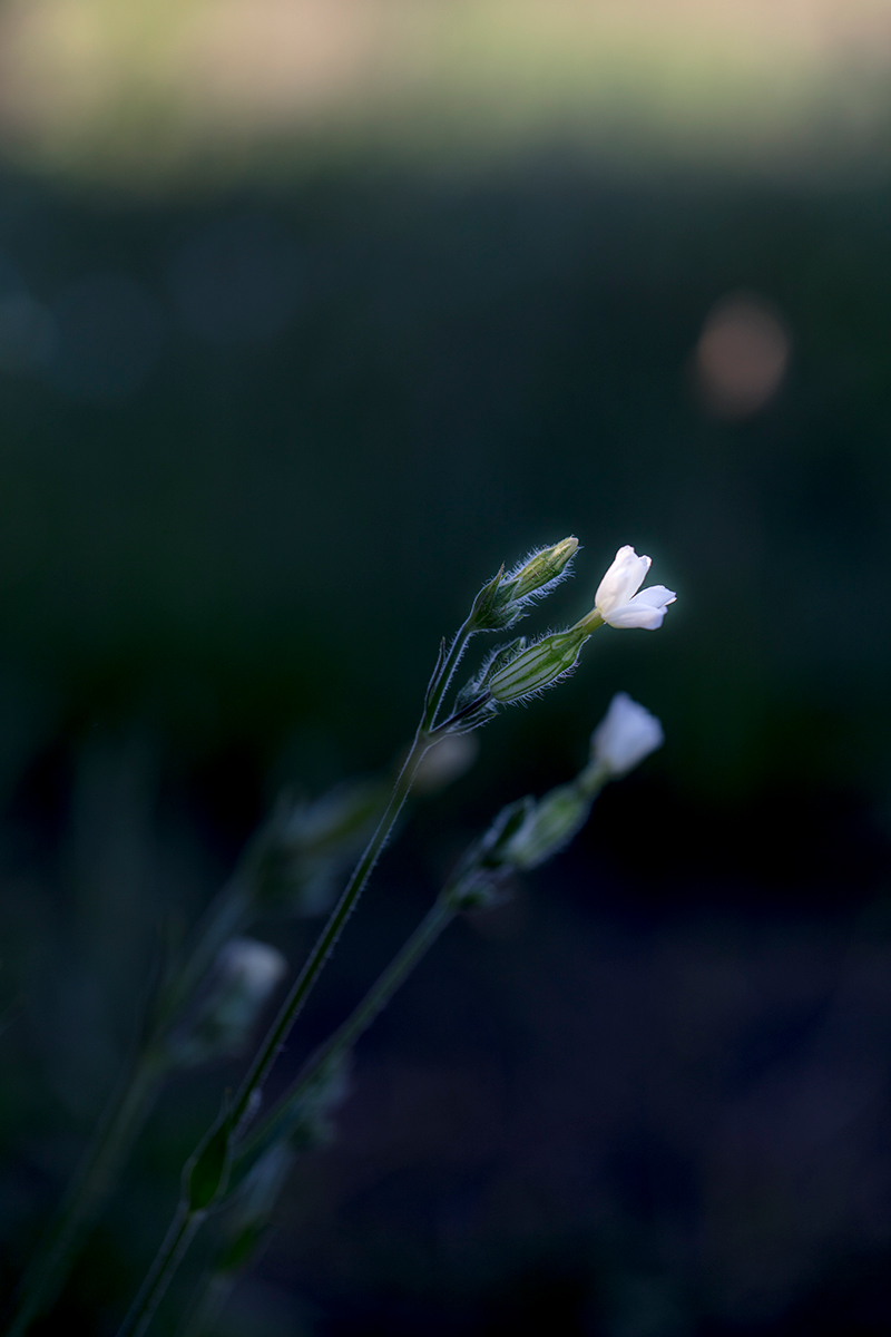 Seeking light