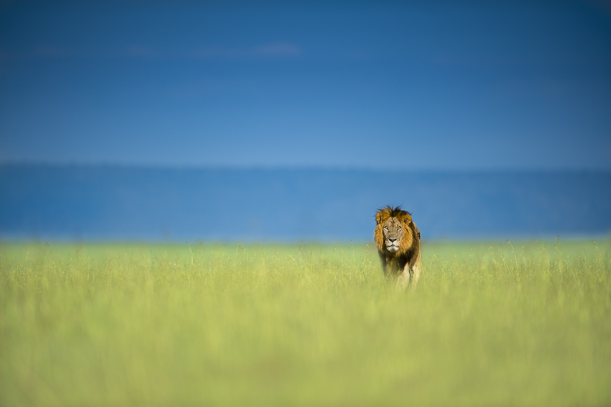 Scenic Lion