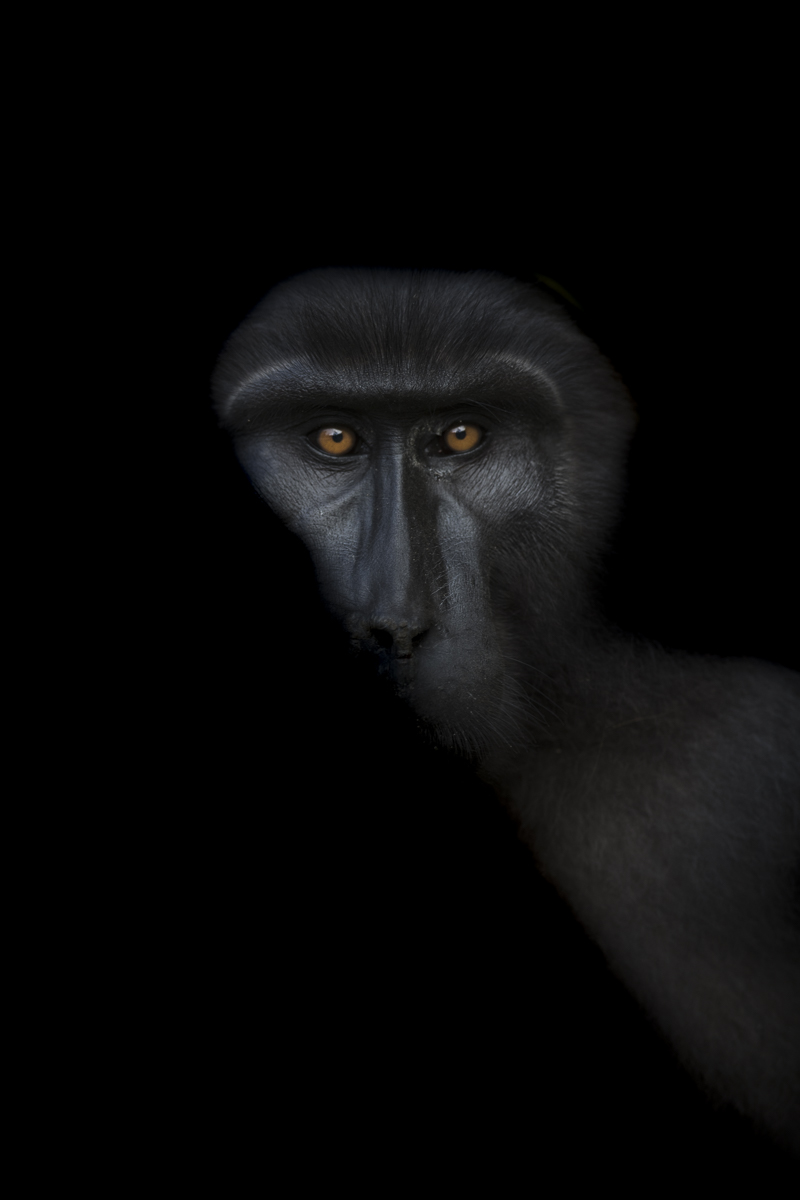 Tonkean Macacque