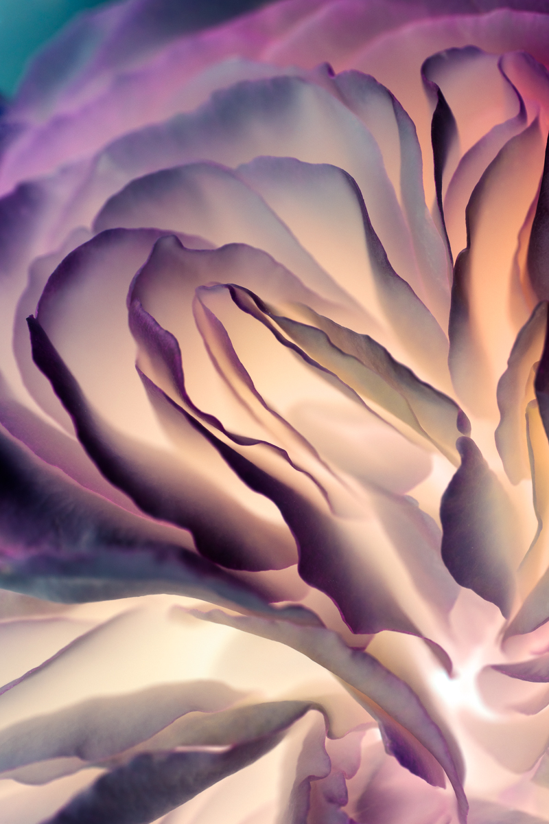 metamorphosis #3