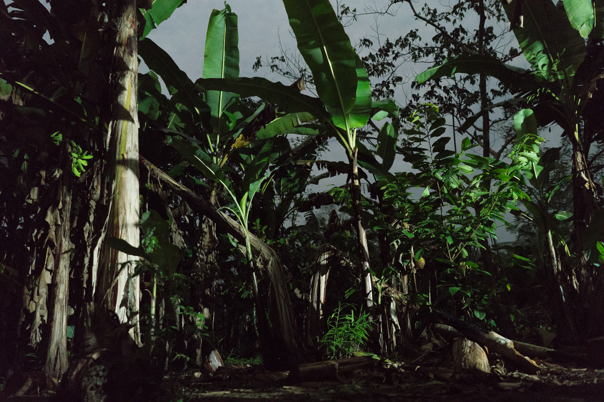 Jungle Party