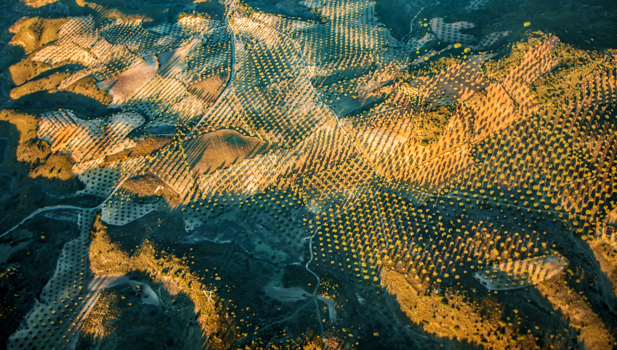 Nature's Pattern