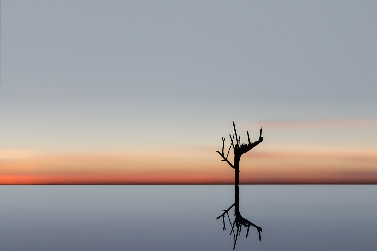 Dry Tree