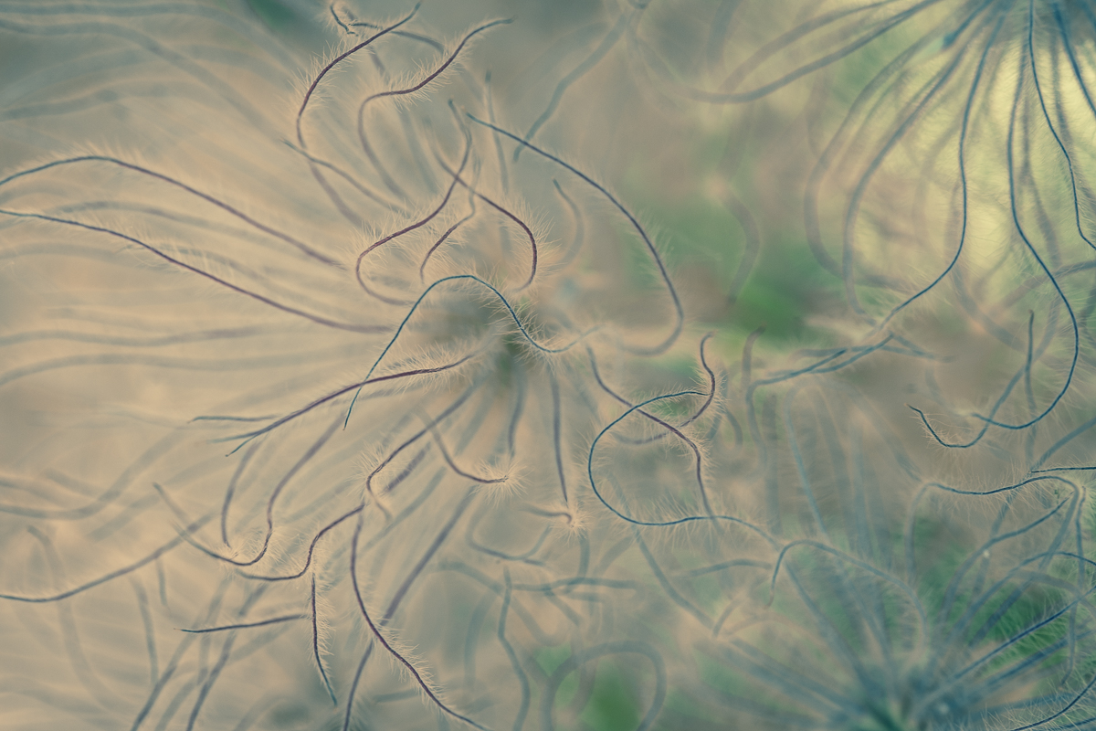Apache Plume series - Green
