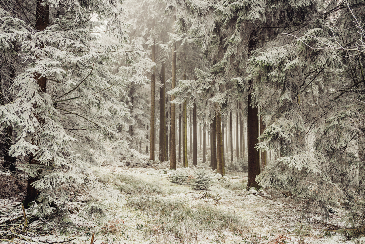 Winterwald