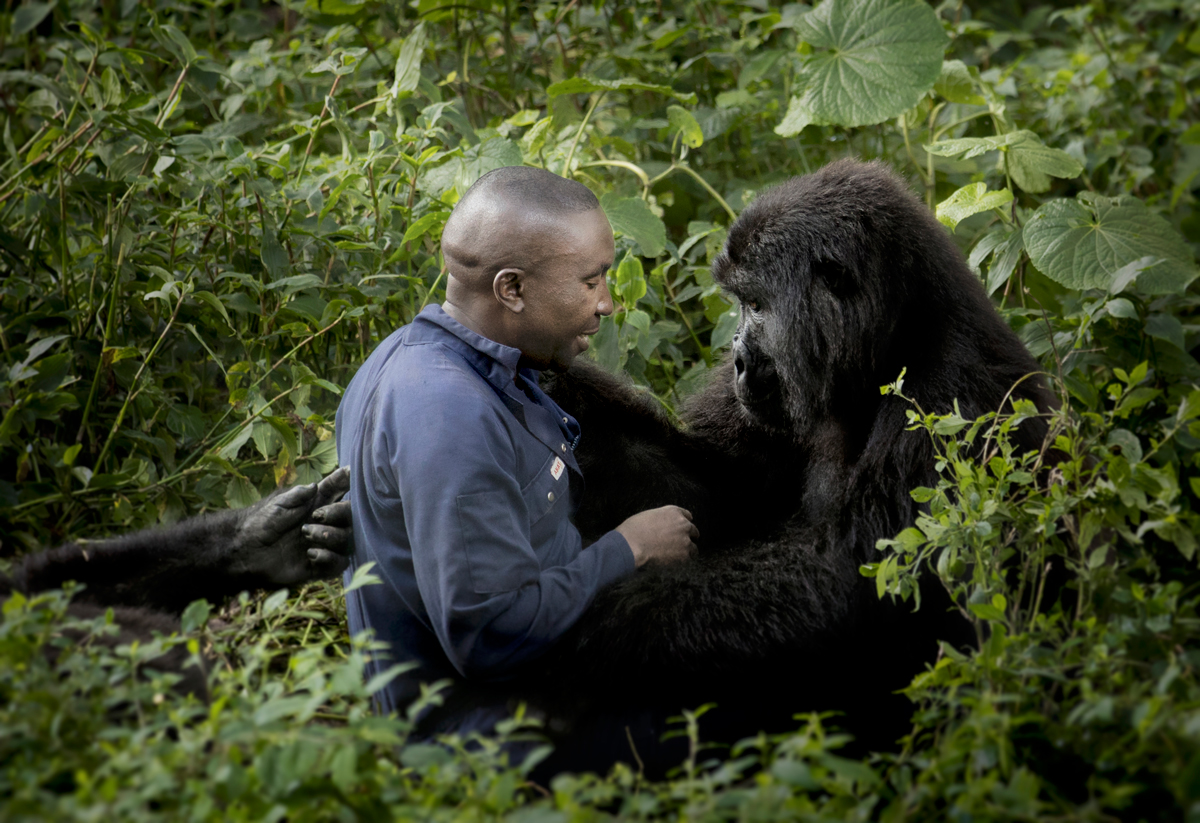 Gorilla Orphans