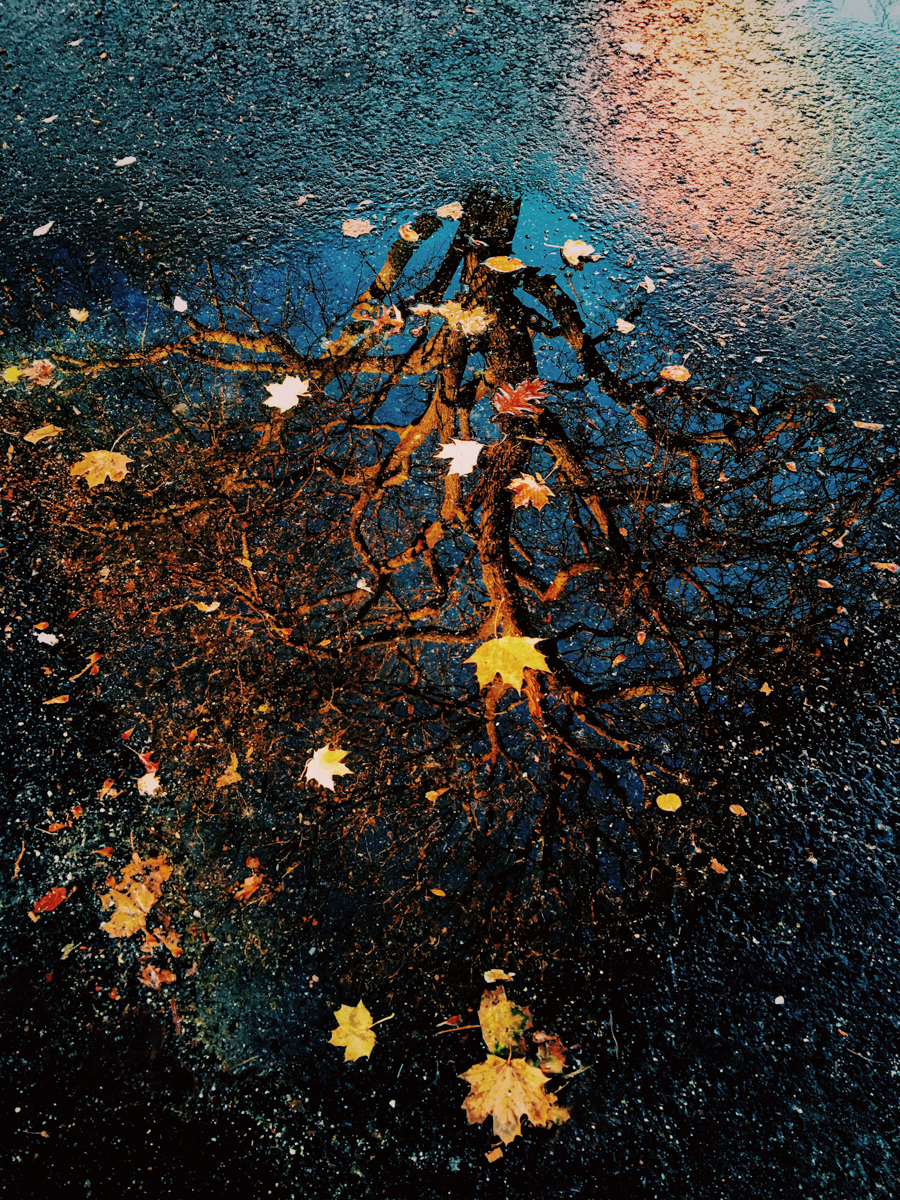 The Fall
