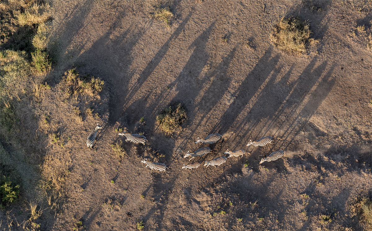 Zebras and Shadows