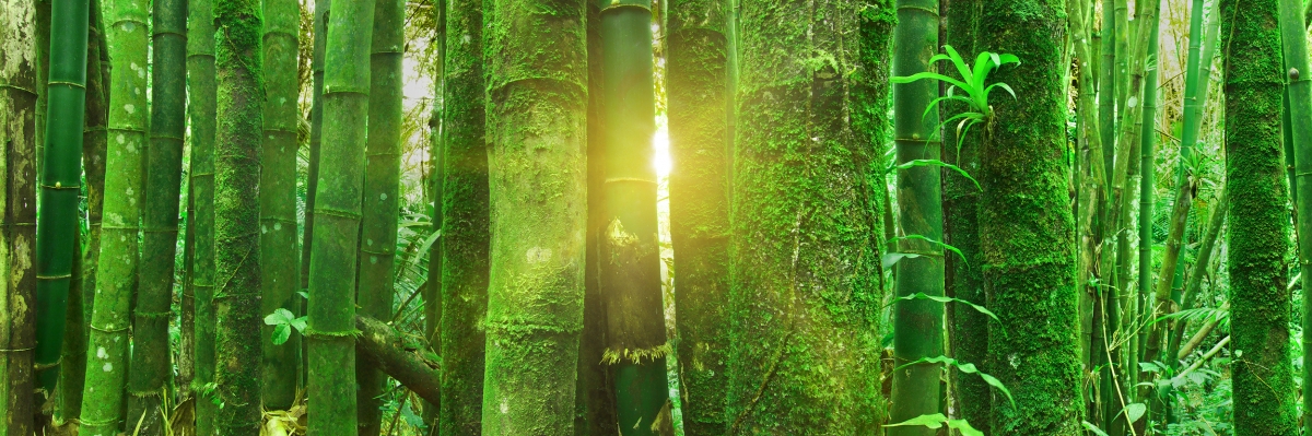 Guiding Light