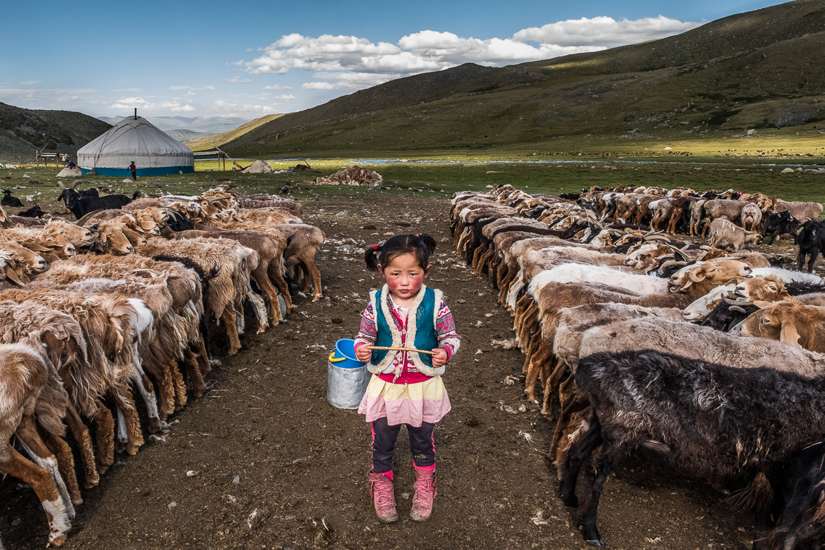 Among the Sheep