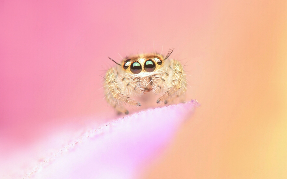 Cute Jumper