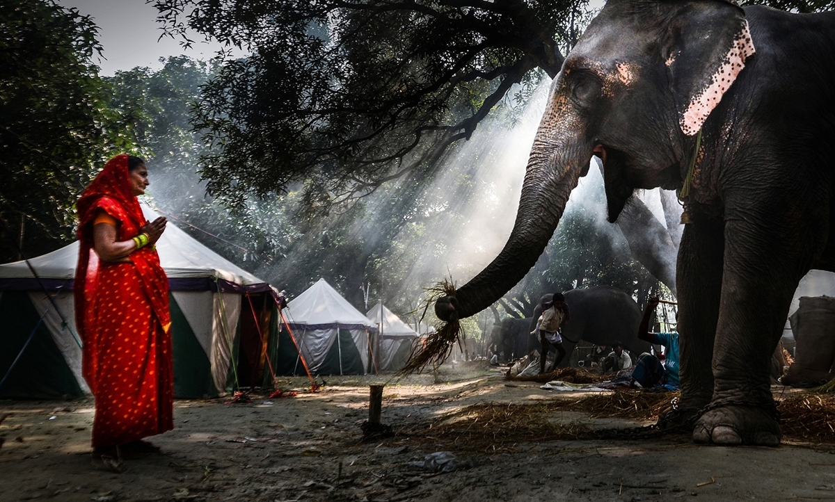 THE HOLY ELEPHANT