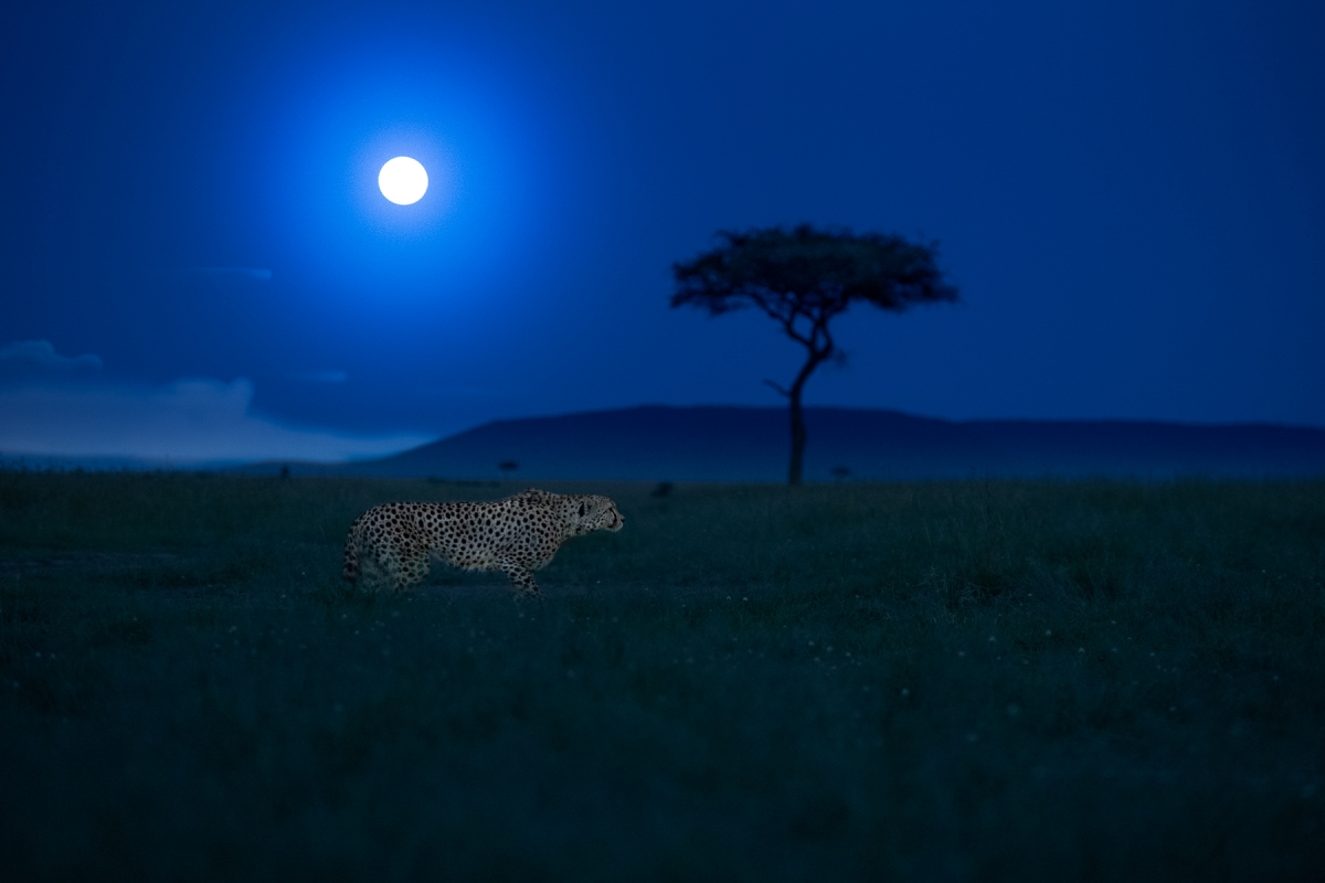 Cheetha Stalking Under Full Moon