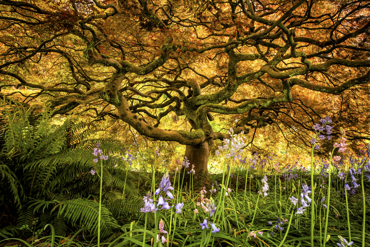 Magic Garden