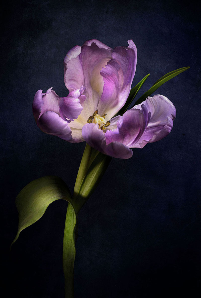 Tulip Rococo