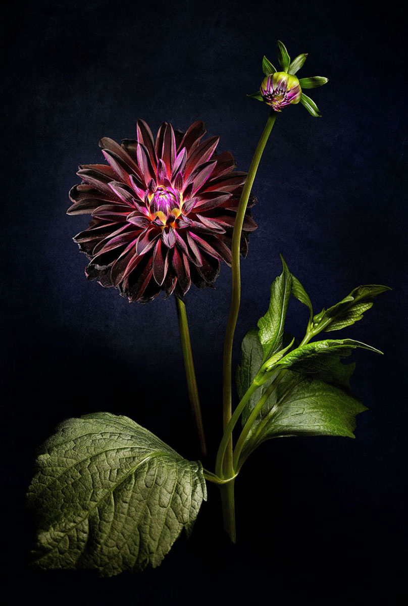 Dahlia Arabian Night