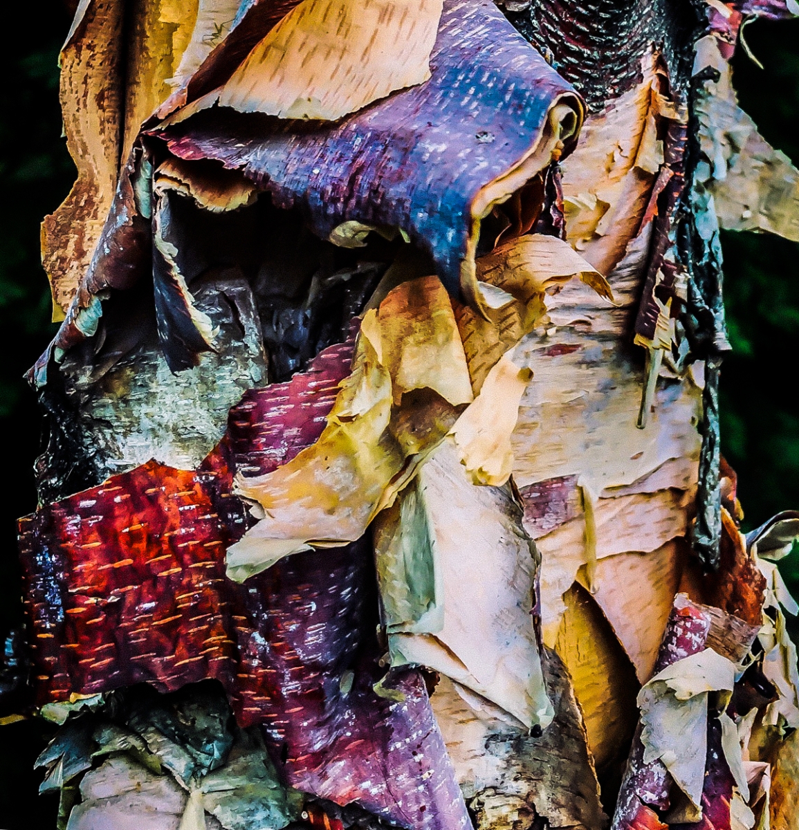 Birch