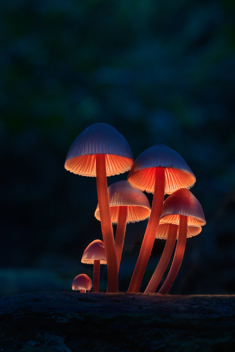 Sweet Lamps