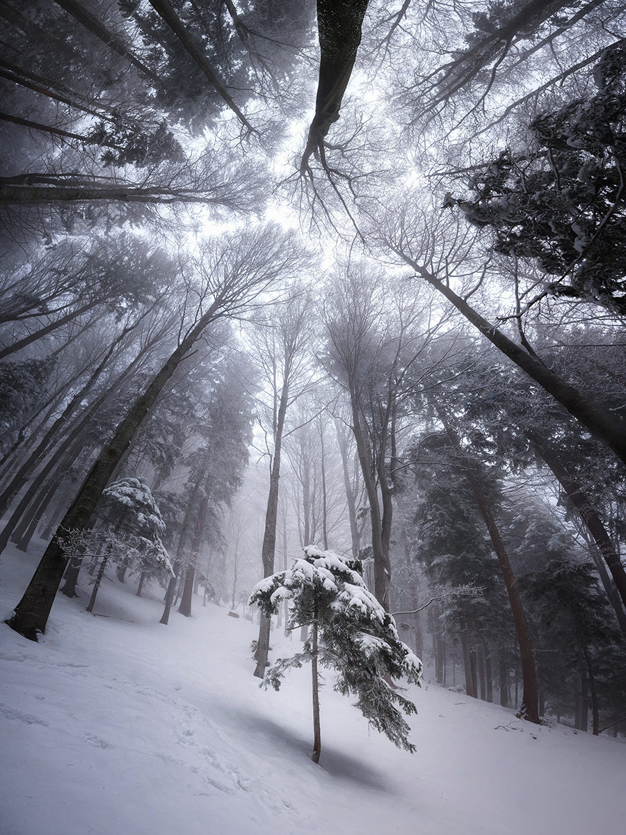 Among the giants