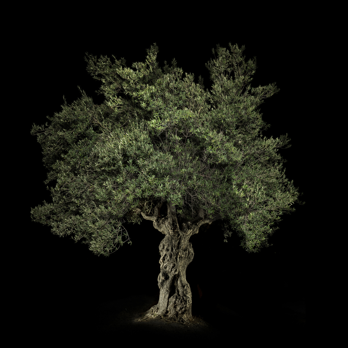 Portrait of an old Olive Tree