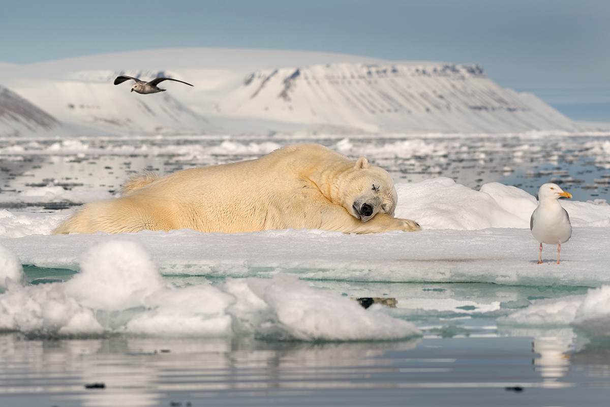 Dreaming of Sea Ice