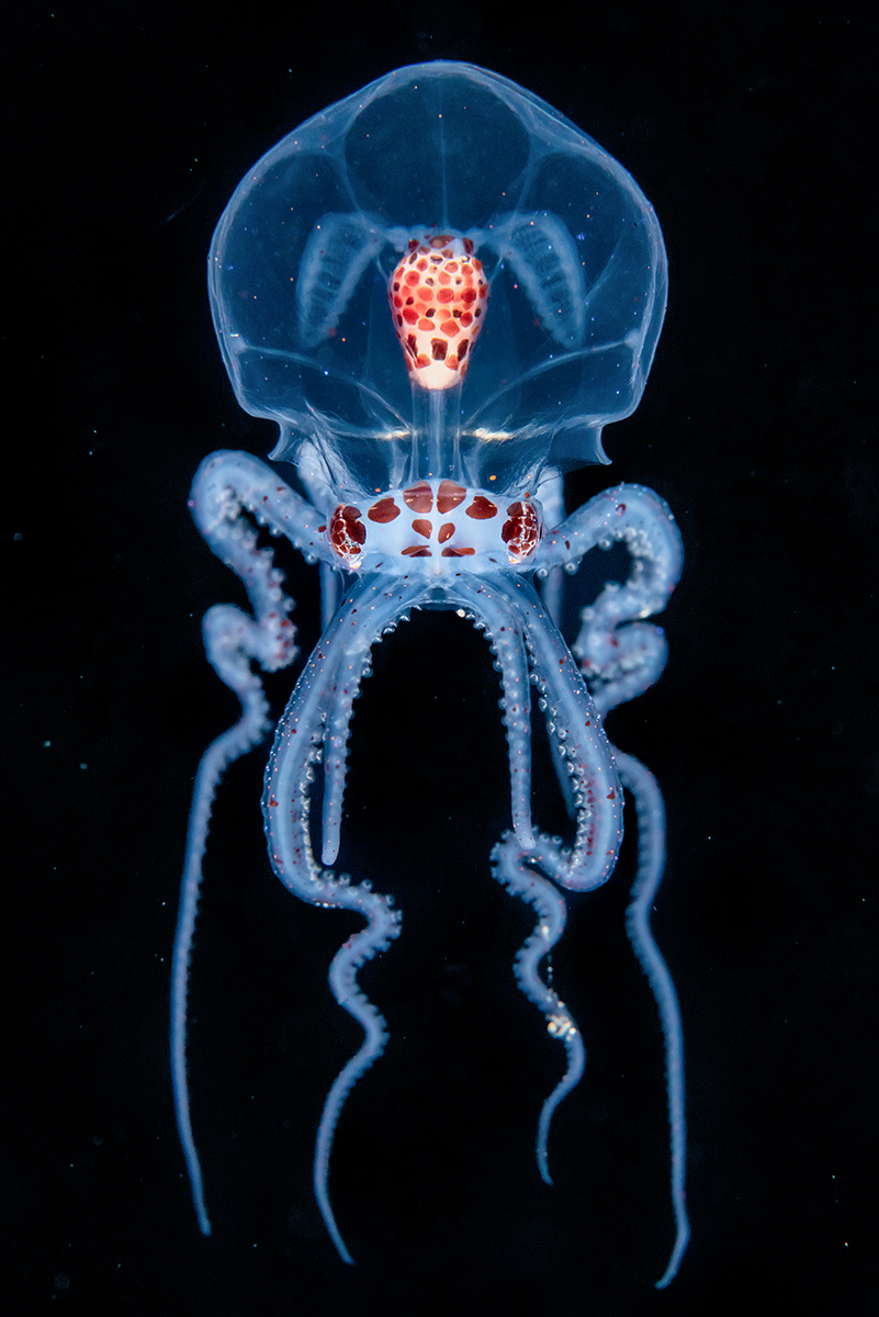 Alien Dancer