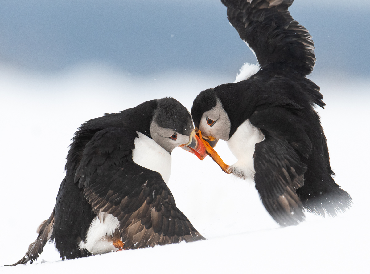 Puffin Battle
