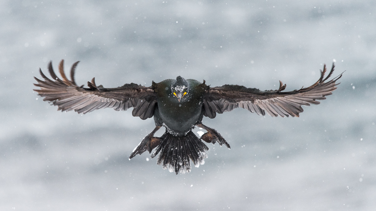 Winter Shag