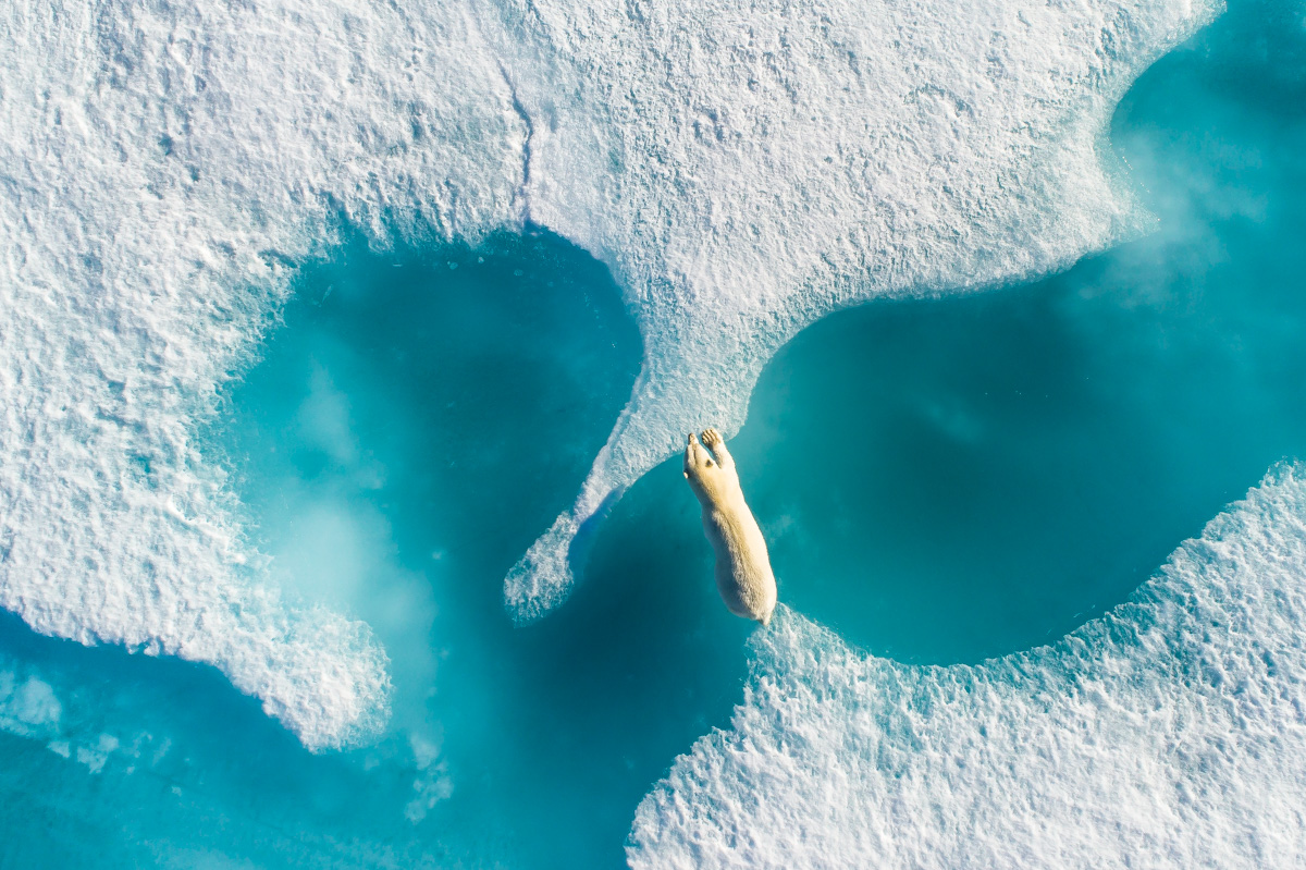 Above the Polar Bear