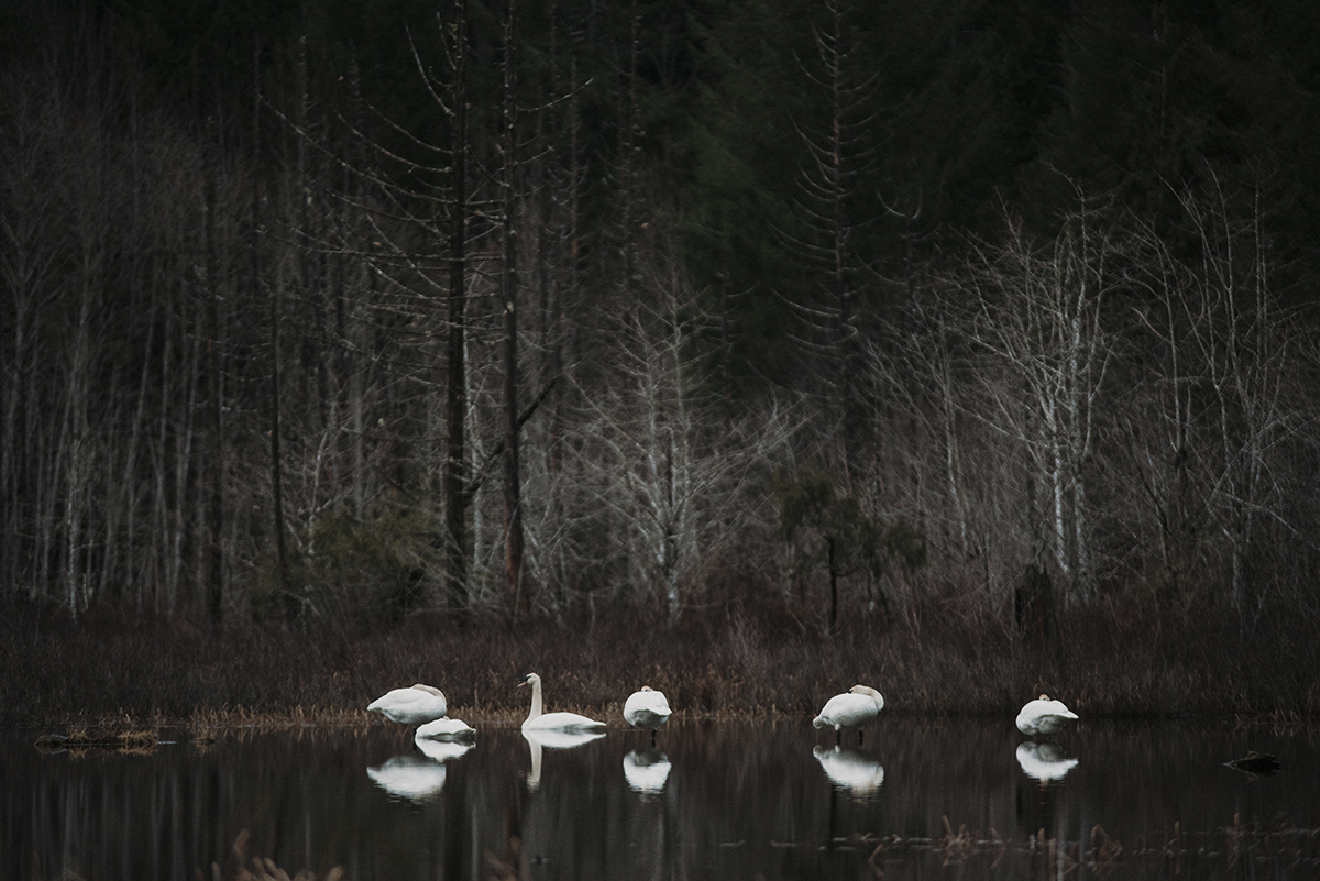 Swans
