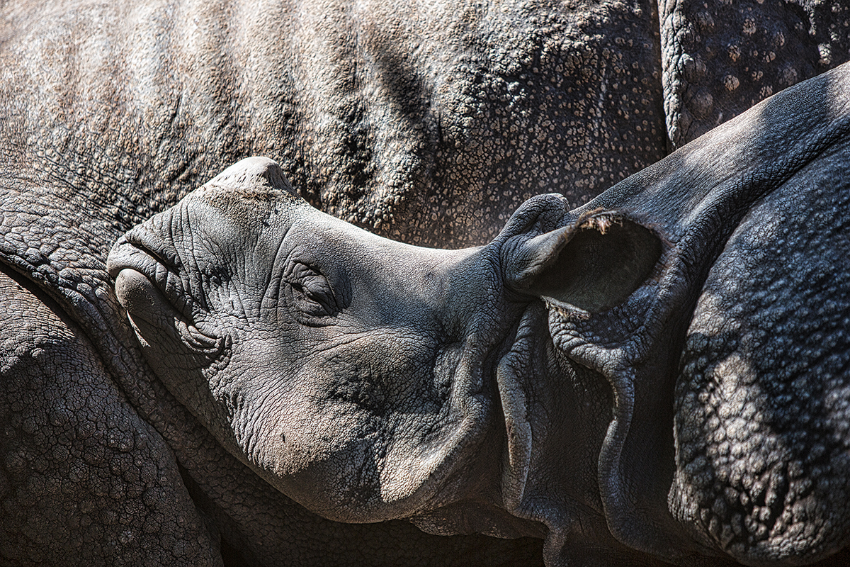 Baby Rhino