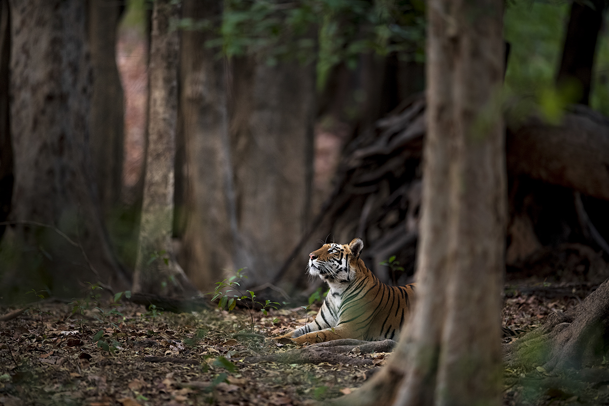 Dreaming Tiger