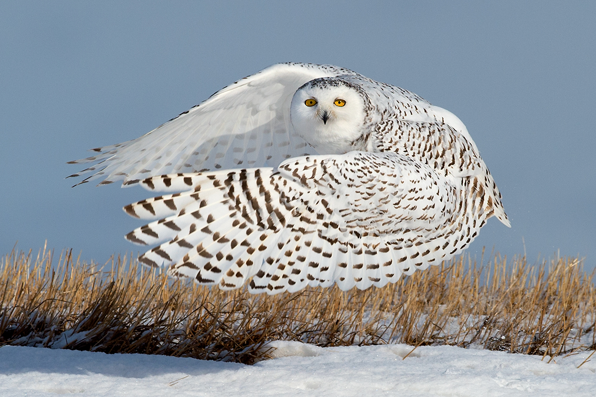 Snowy Ballerina