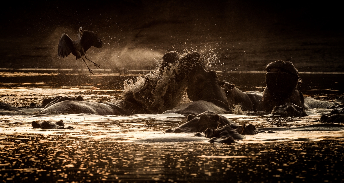 Fighting Hippos scaring the residant Heron