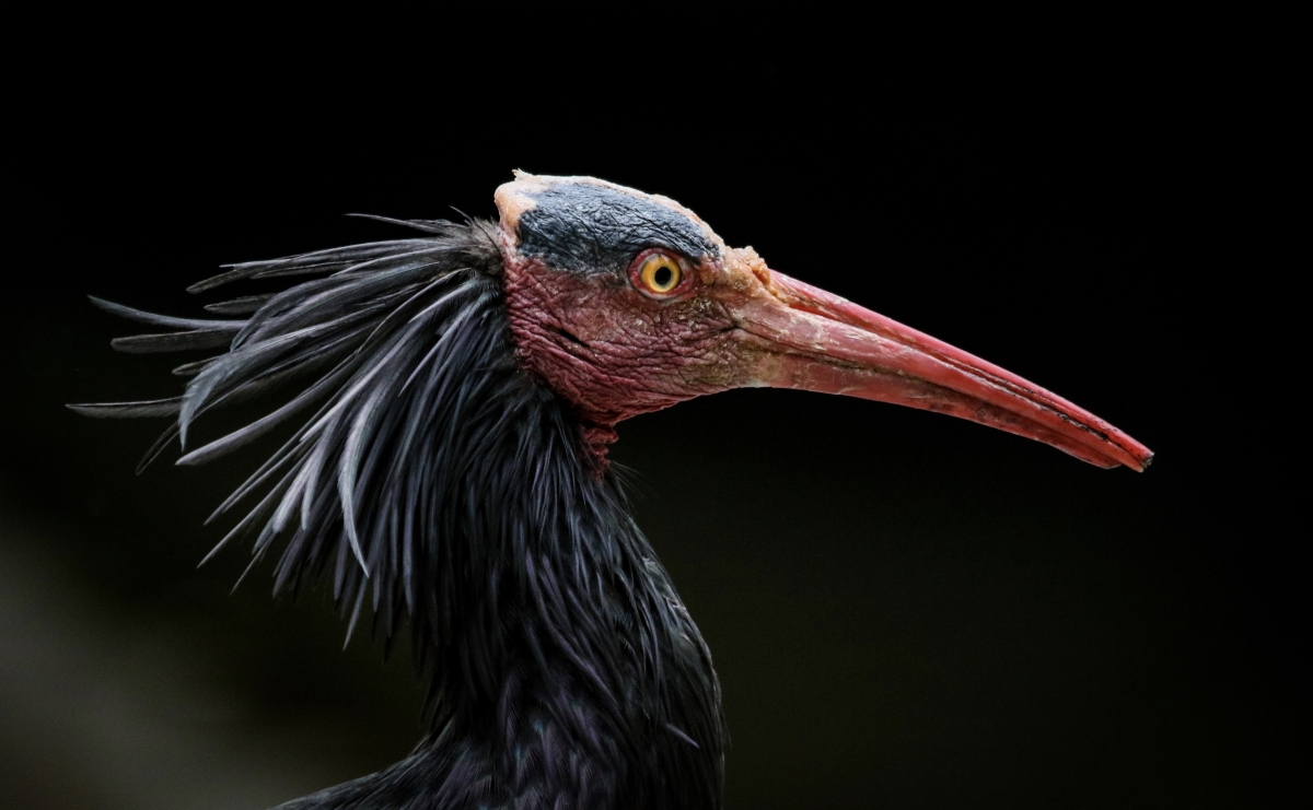 Waldrapp Ibis