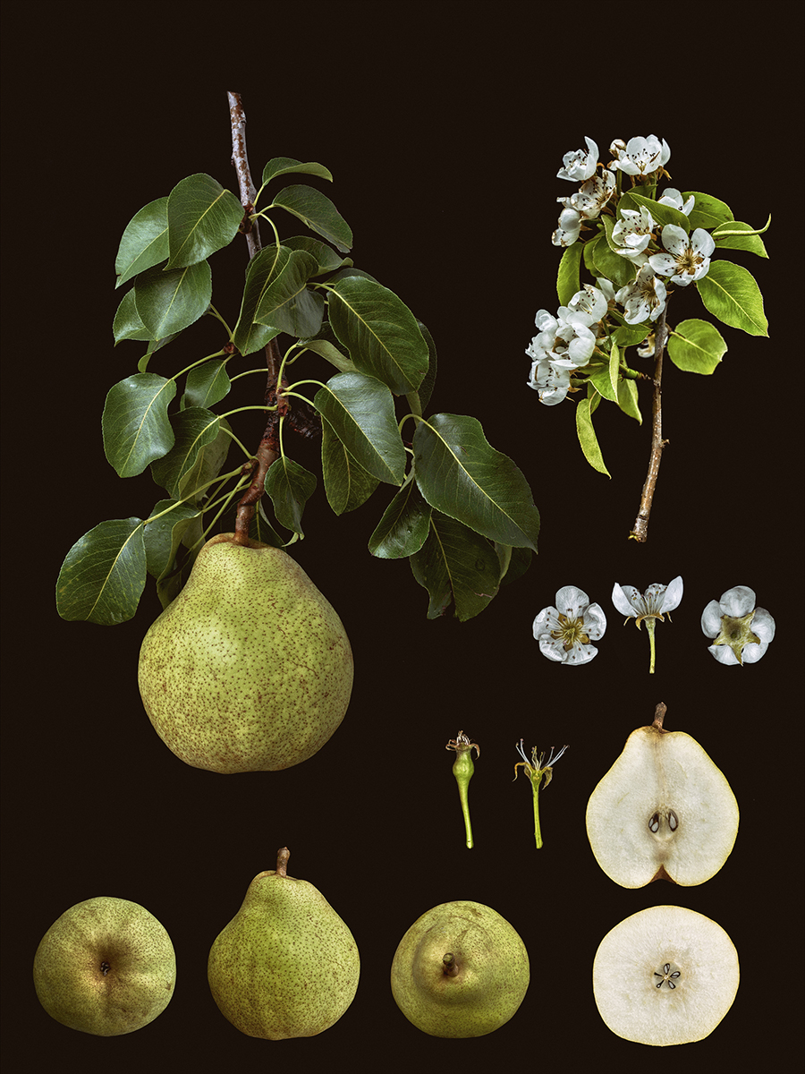 Pyrus communis 'Doyenné du Comice'