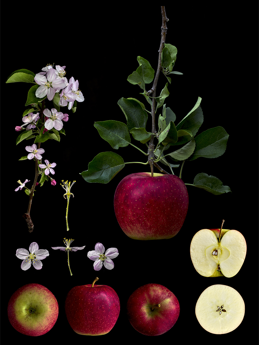 Malus pumila’Yoko’