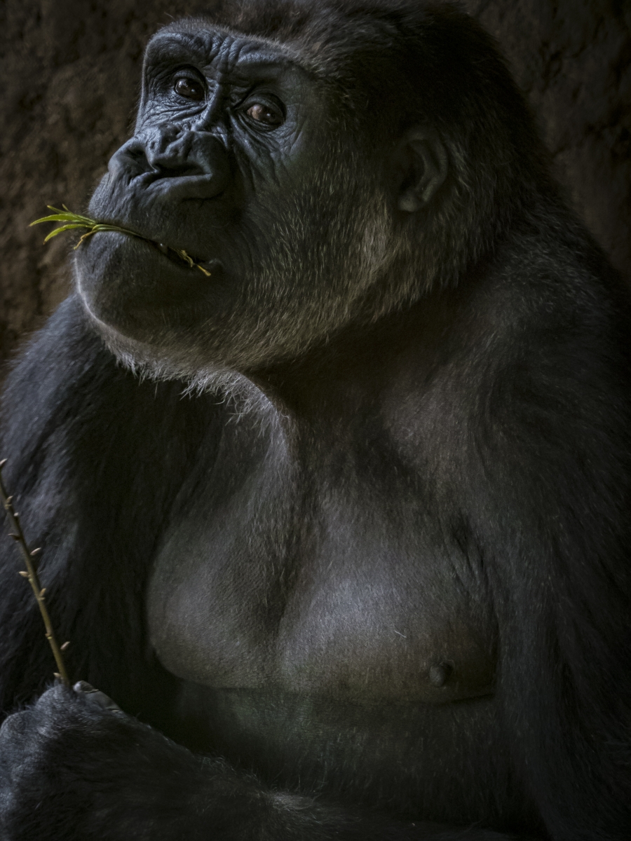 Gorilla gorilla gorilla