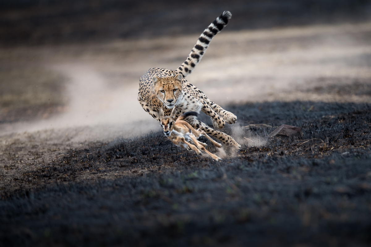 An Astonishing Chase