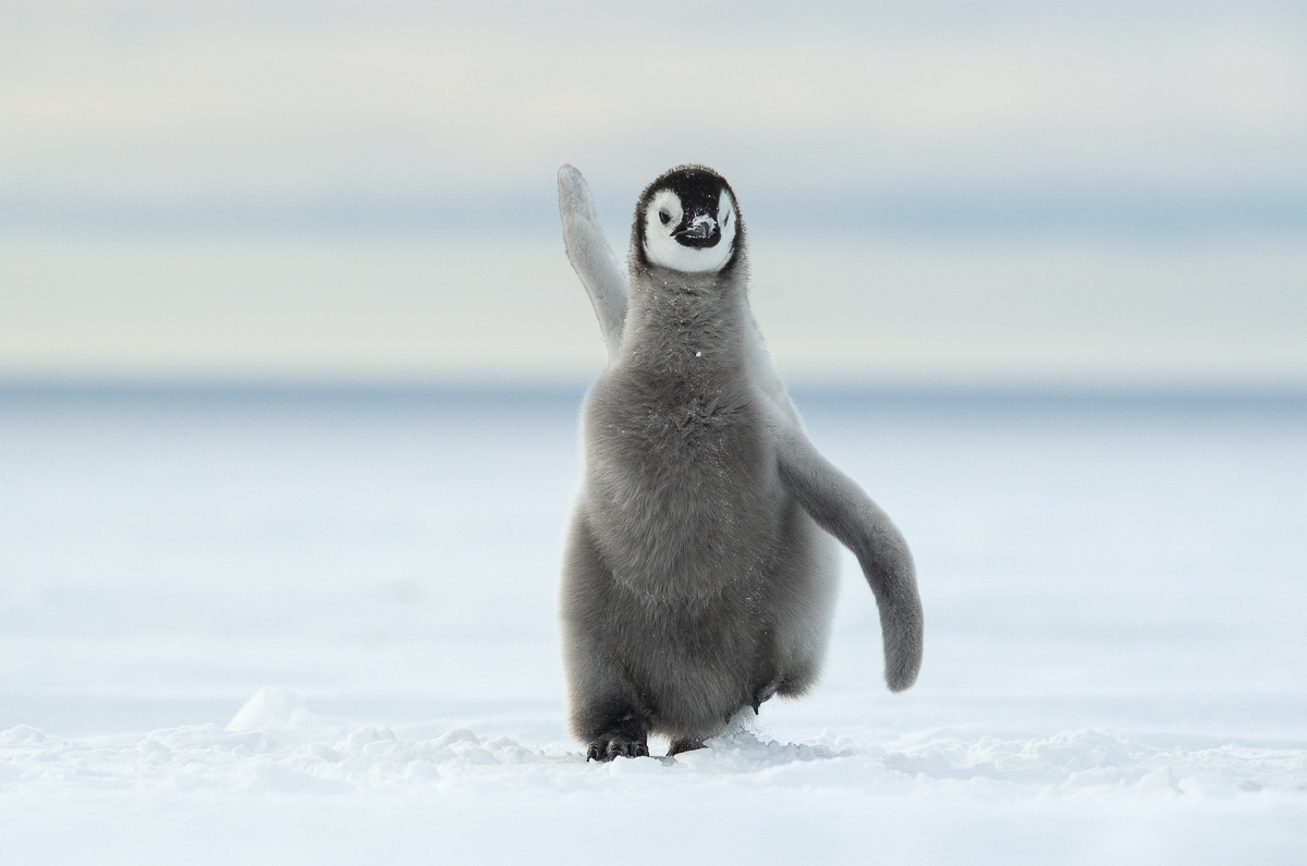 Happy Feet