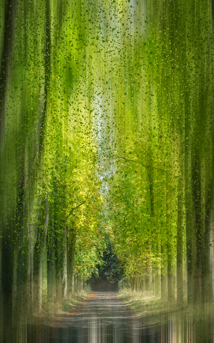 Forest Bathing