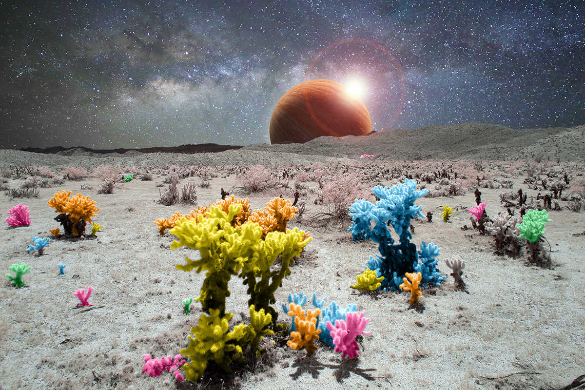 Desert Eclipse