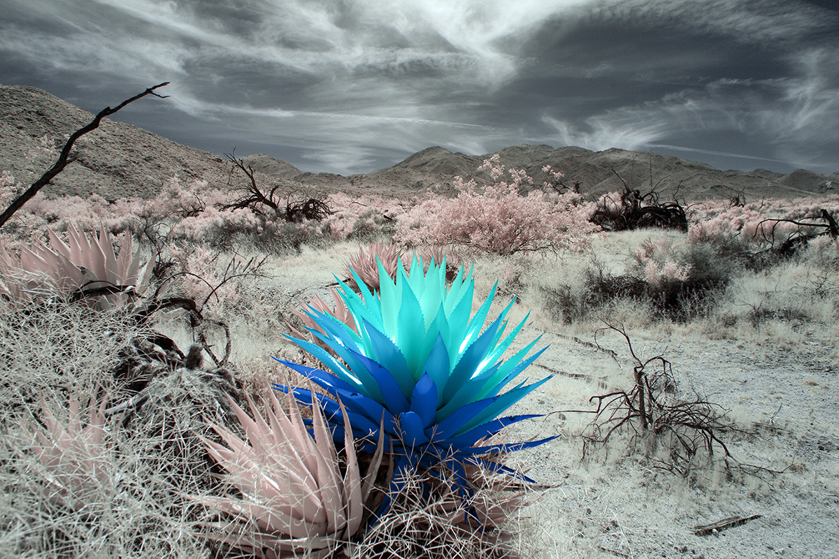 The Agave Flower