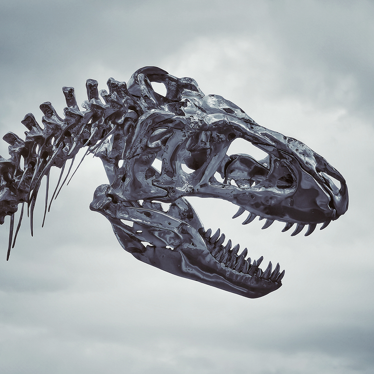 Dinosaur Head