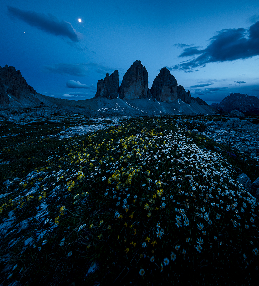 Moonlight Daisies