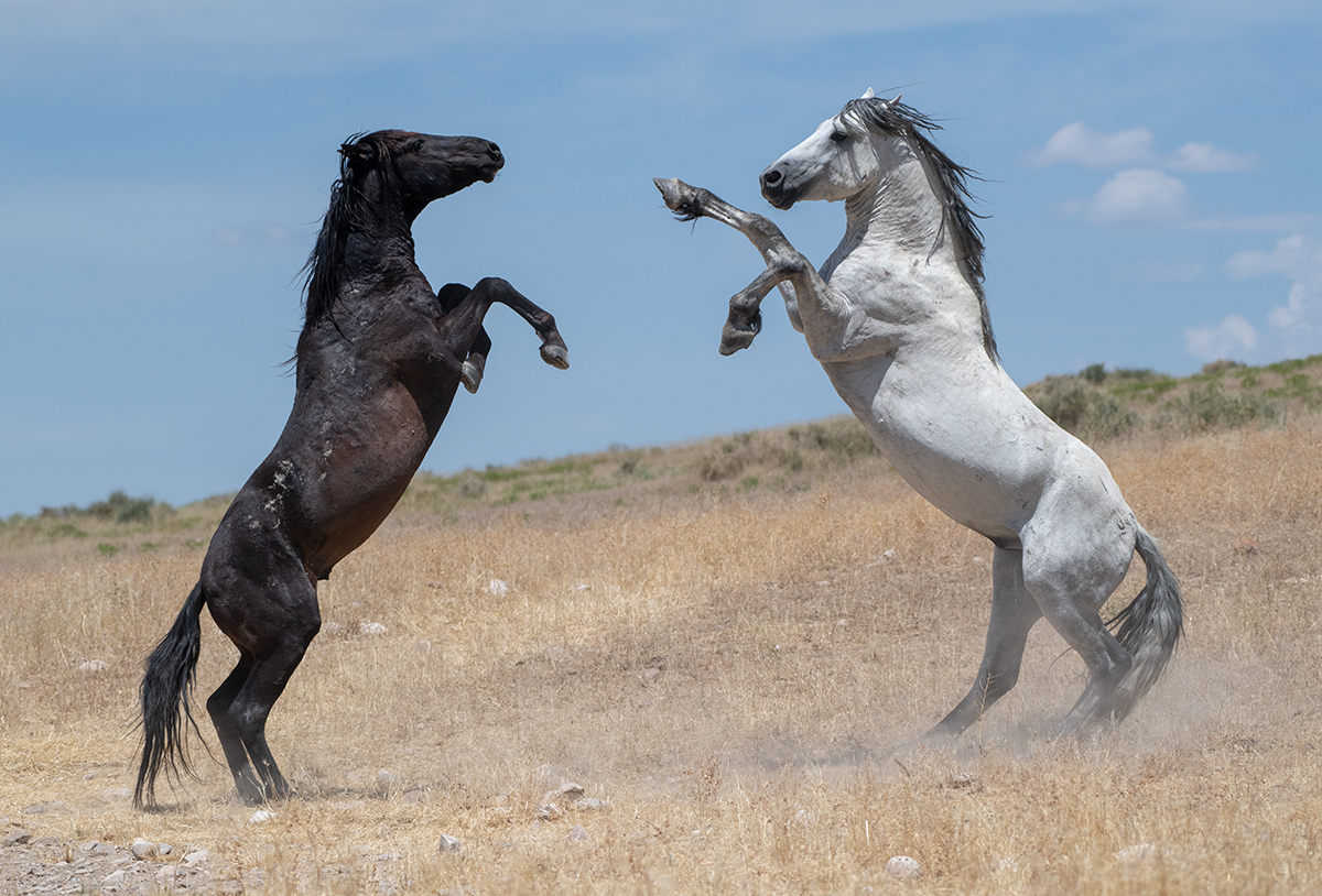 Wild Horse Duel