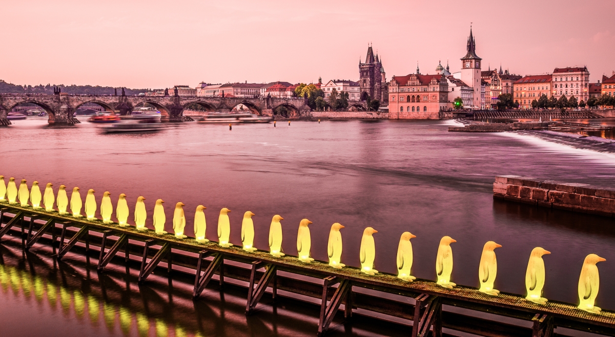 Yellow penguins,